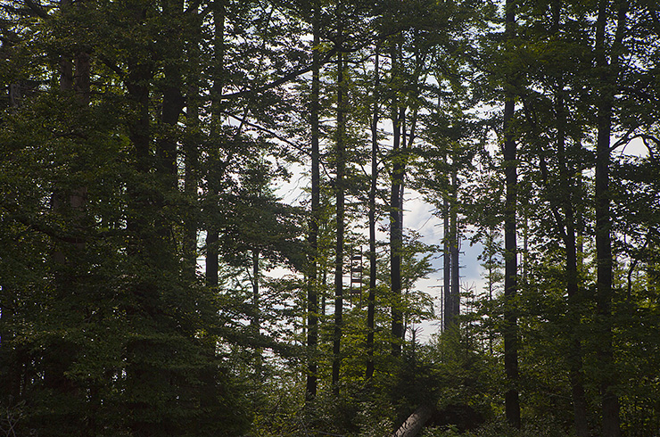 Intervence do lesního prostoru / Intervention to the forest space